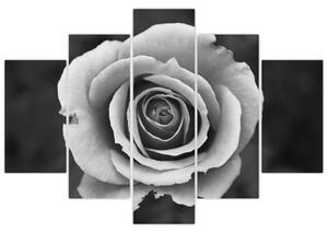Egy rózsa képe (150x105 cm)