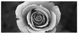 Egy rózsa képe (120x50 cm)