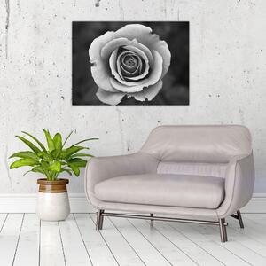 Egy rózsa képe (70x50 cm)