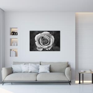 Egy rózsa képe (90x60 cm)