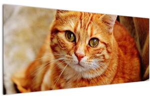 Egy fekvő macska képe (120x50 cm)