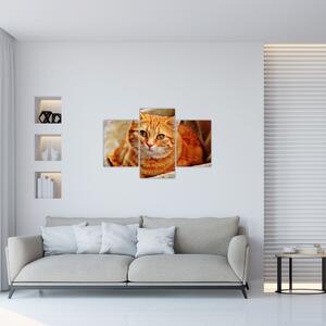 Egy fekvő macska képe (90x60 cm)