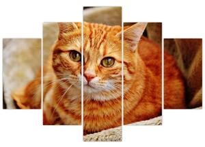 Egy fekvő macska képe (150x105 cm)