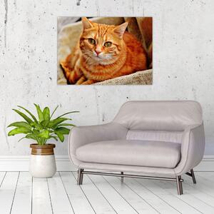 Egy fekvő macska képe (70x50 cm)