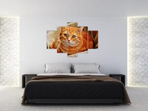 Egy fekvő macska képe (150x105 cm)