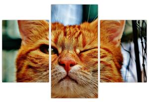 Egy pislogó macska képe (90x60 cm)