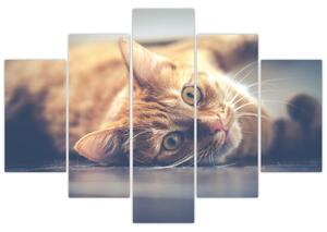 Egy kép a macskáról a padlón (150x105 cm)