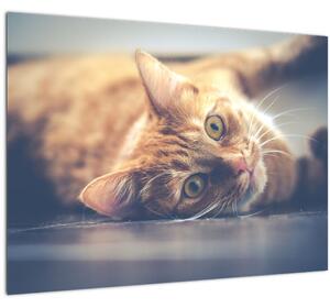 Egy kép a macskáról a padlón (70x50 cm)