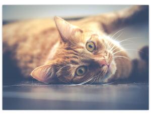 Egy kép a macskáról a padlón (70x50 cm)