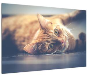 Egy kép a macskáról a padlón (90x60 cm)