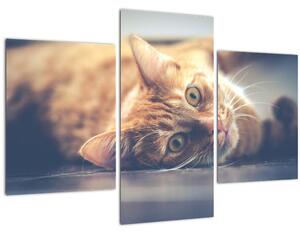 Egy kép a macskáról a padlón (90x60 cm)