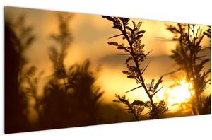 Kép - A nap lenyugszik a fák mögött (120x50 cm)