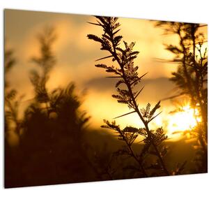 Kép - A nap lenyugszik a fák mögött (70x50 cm)