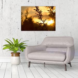 Kép - A nap lenyugszik a fák mögött (70x50 cm)