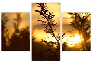 Kép - A nap lenyugszik a fák mögött (90x60 cm)
