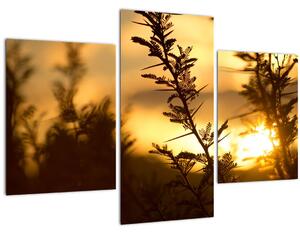 Kép - A nap lenyugszik a fák mögött (90x60 cm)