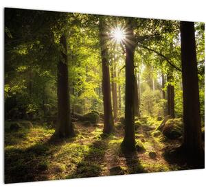 Egy álmodozó erdő képe (70x50 cm)