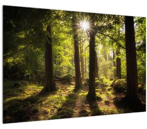 Egy álmodozó erdő képe (90x60 cm)