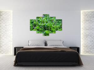 A pozsgás növények képe (150x105 cm)