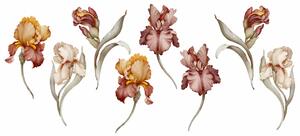 Gario Falmatrica Iris - szép íriszek