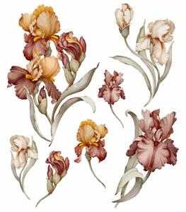 Gario Falmatrica Iris - elképesztő íriszek