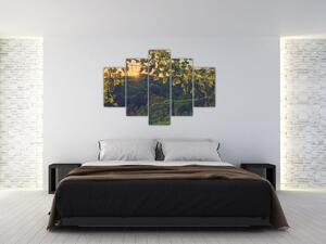 Kép - szőlőültetvény (150x105 cm)