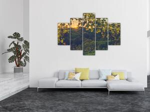 Kép - szőlőültetvény (150x105 cm)