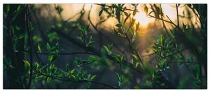 A ragyogó nap képe a fák gallyain keresztül (120x50 cm)