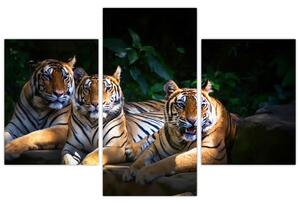 Kép - Tigris testvérek (90x60 cm)