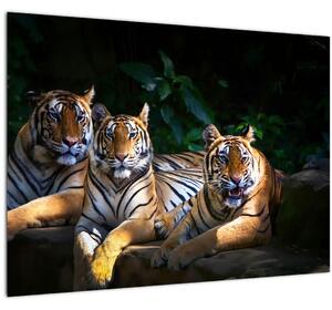 Kép - Tigris testvérek (70x50 cm)