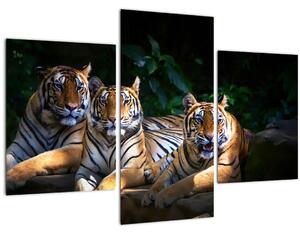 Kép - Tigris testvérek (90x60 cm)