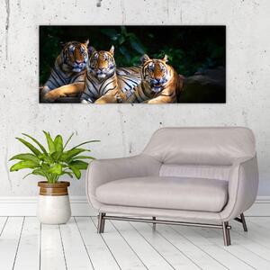 Kép - Tigris testvérek (120x50 cm)