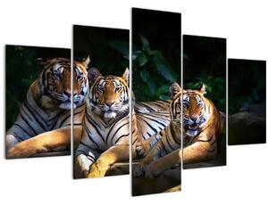 Kép - Tigris testvérek (150x105 cm)