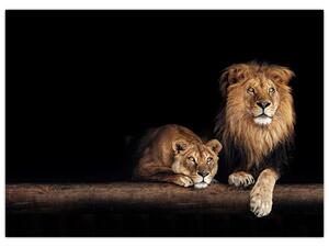 Kép - oroszlán és a nőstény oroszlán (70x50 cm)