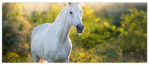 Egy fehér ló képe a réten (120x50 cm)