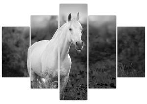 Egy fehér ló képe egy réten, fekete-fehér (150x105 cm)