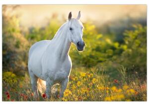 Egy fehér ló képe a réten (90x60 cm)