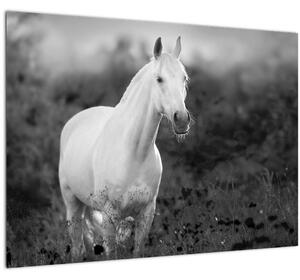 Egy fehér ló képe egy réten, fekete-fehér (üvegen) (70x50 cm)