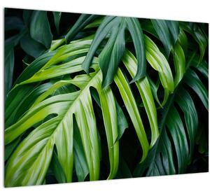 Kép - trópusi levelek (üvegen) (70x50 cm)