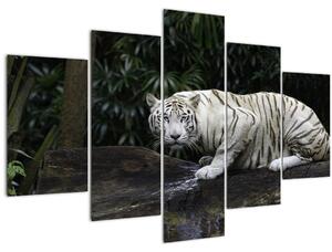 Kép - albínó tigris (150x105 cm)