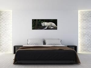 Kép - albínó tigris (120x50 cm)