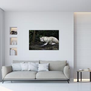 Kép - albínó tigris (90x60 cm)