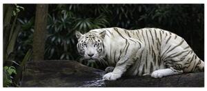 Kép - albínó tigris (120x50 cm)
