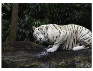 Kép - albínó tigris (70x50 cm)
