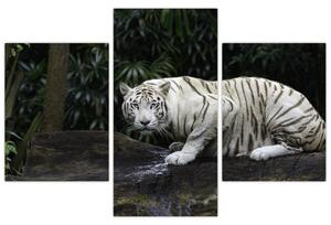 Kép - albínó tigris (90x60 cm)