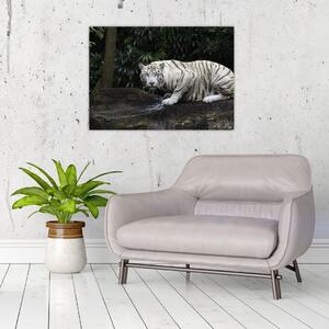 Kép - albínó tigris (70x50 cm)