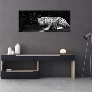 Kép - albínó tigris, fekete-fehér (120x50 cm)