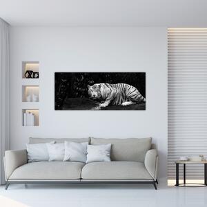 Kép - albínó tigris, fekete-fehér (120x50 cm)