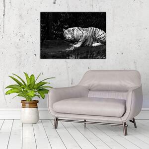 Kép - albínó tigris, fekete-fehér (70x50 cm)