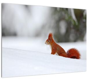 Egy mókus képe (70x50 cm)